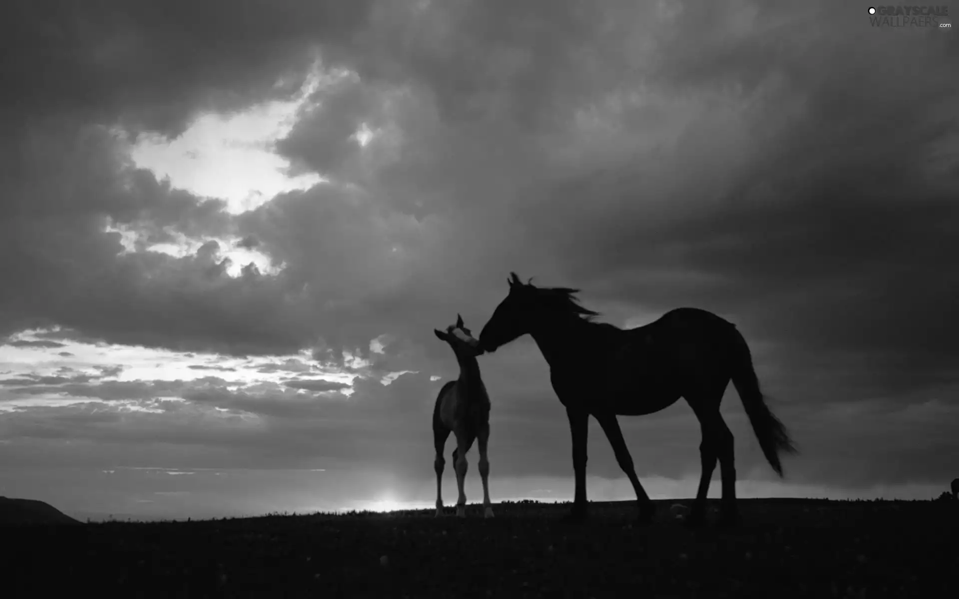 Horse, west, Sky, Colt