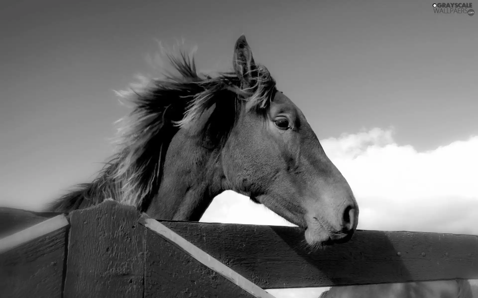 Horse, Sky