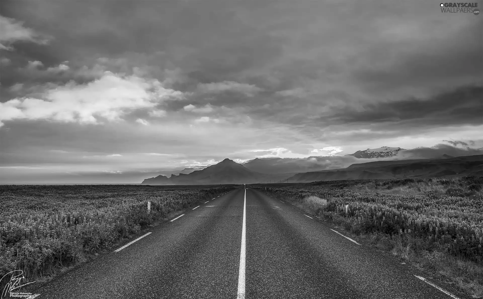 Field, Flowers, iceland, lupins, Reykjavik, Mountains, Way, Sky
