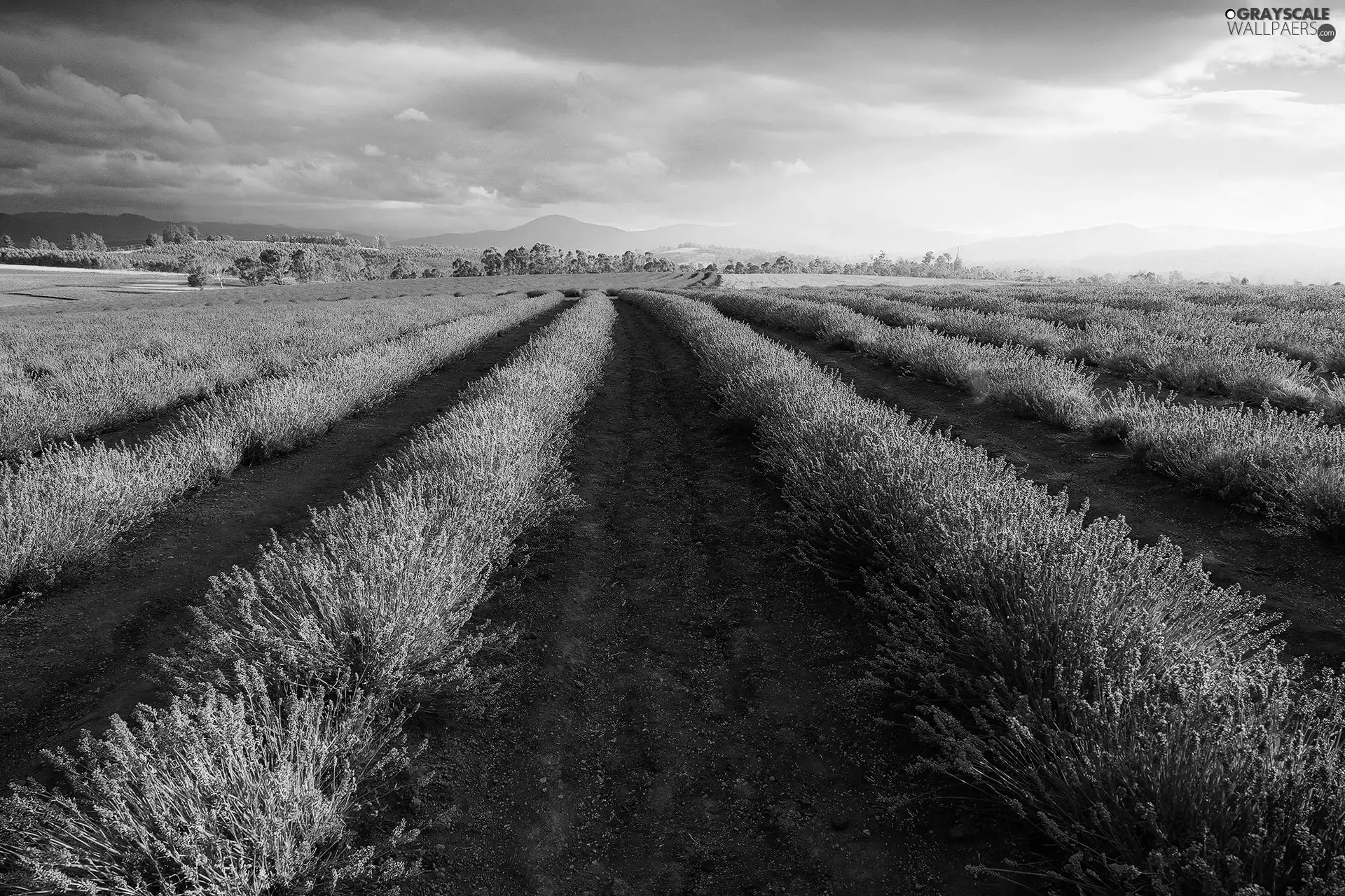 Sky, Field, lavender