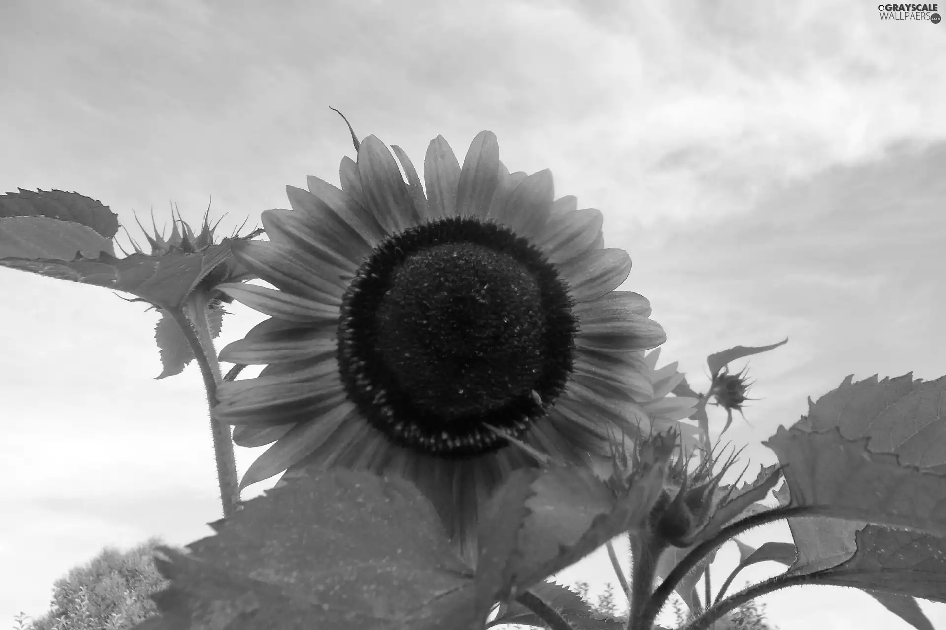Sky, Sunflower, Leaf