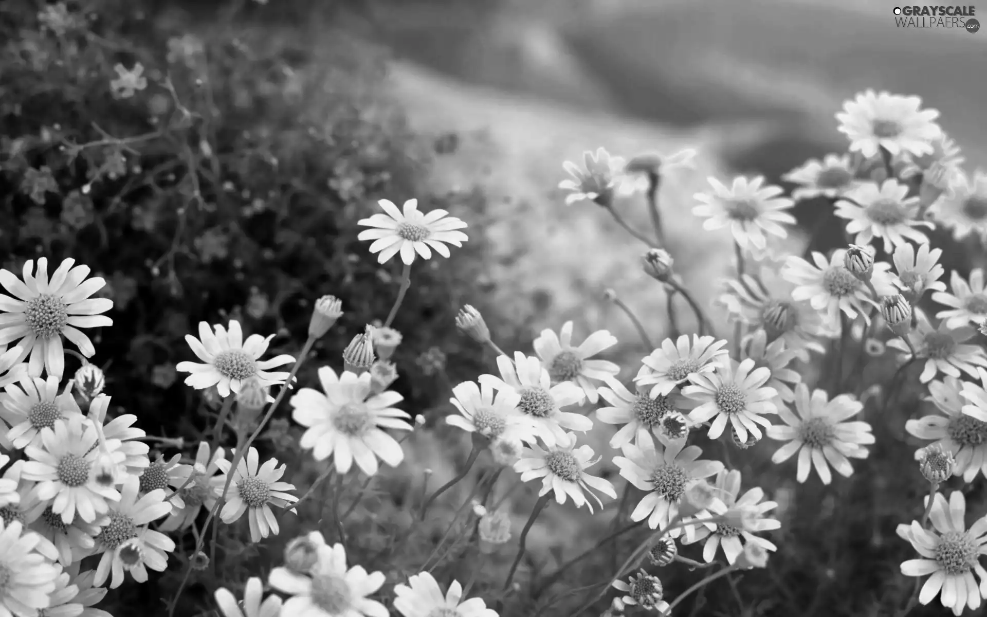 Sky, daisy, Meadow