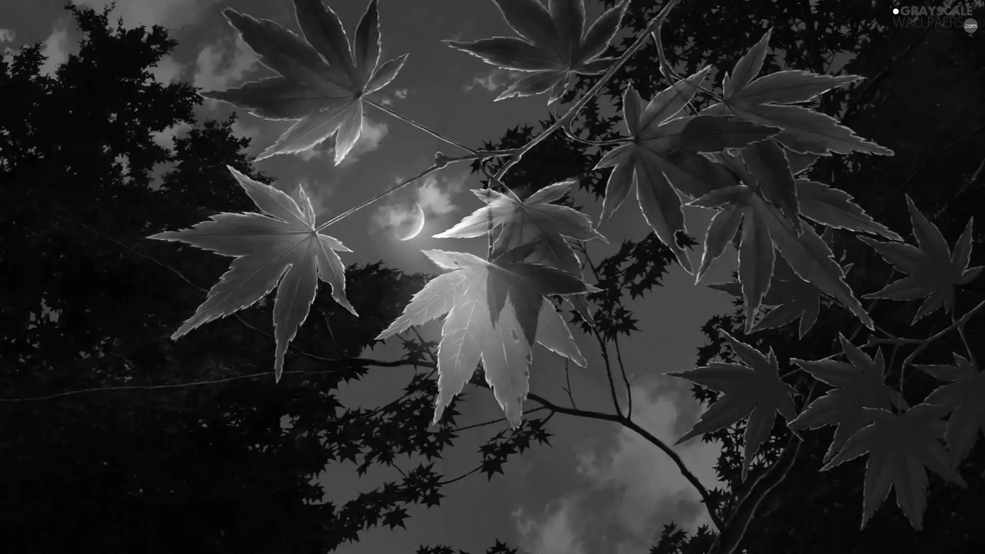 Sky, moon, trees, viewes, Leaf