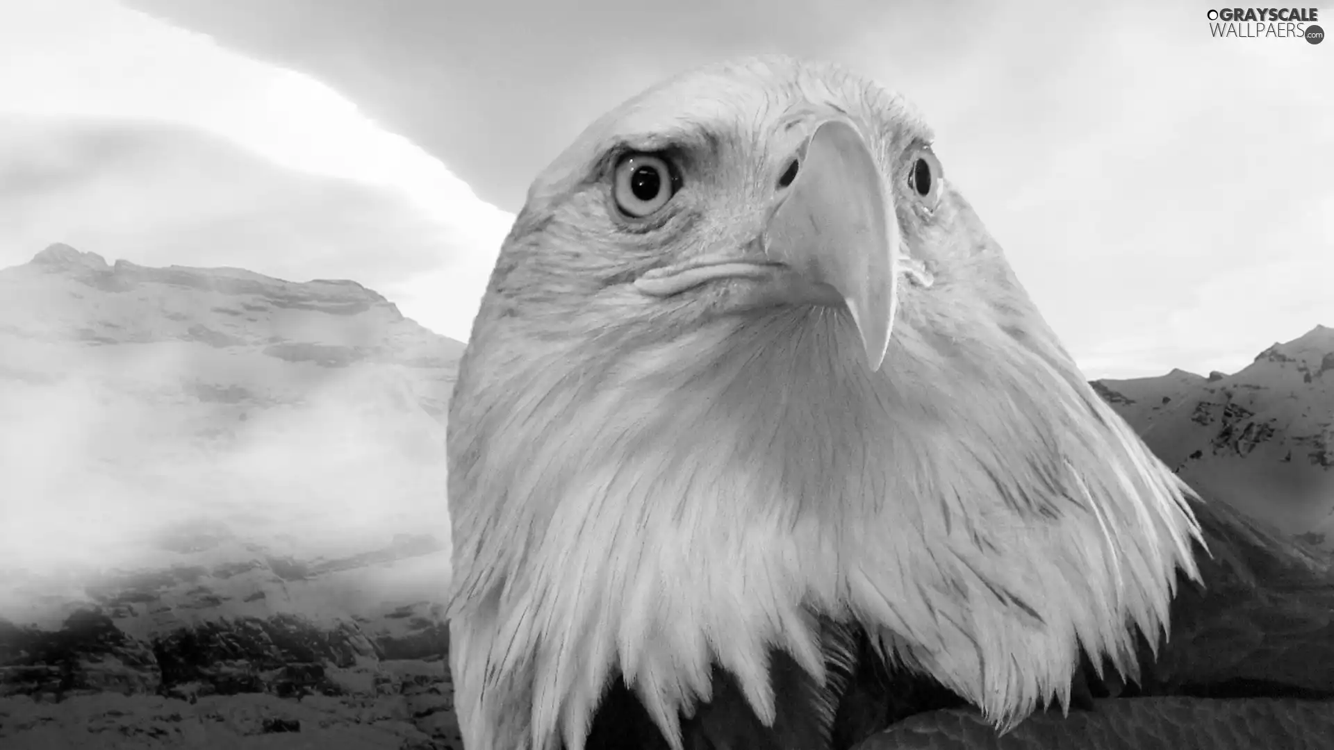 American Bald Eagle, Mountains, Sky