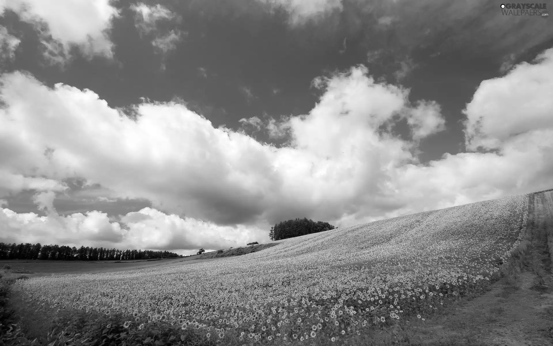 Field, Way, Sky, Nice sunflowers