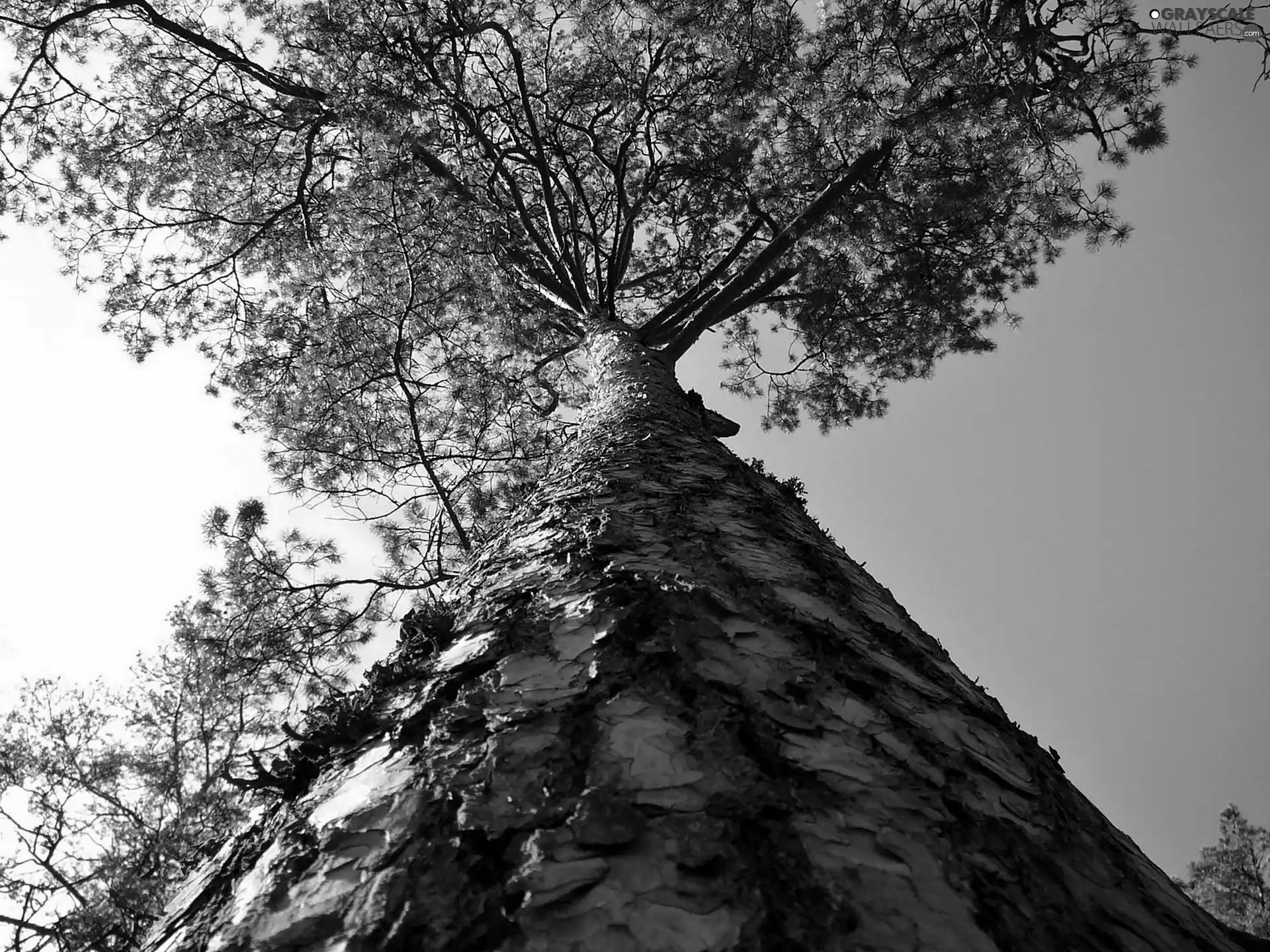 On Sky Background, rapprochement, trunk, Crown, trees