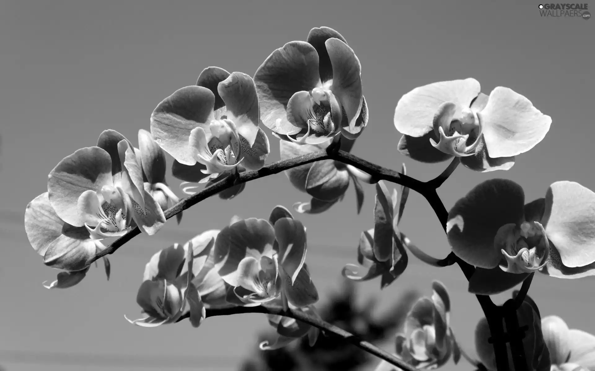 Sky, purple, orchids