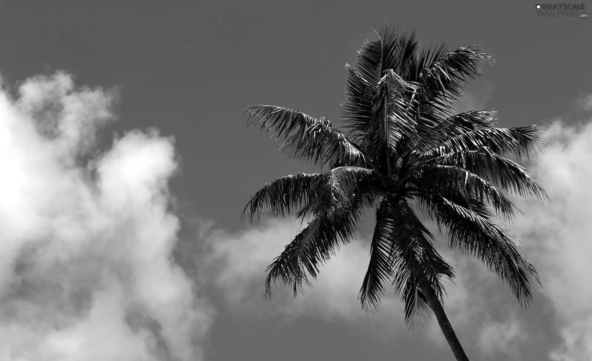 Sky, tall, Palm