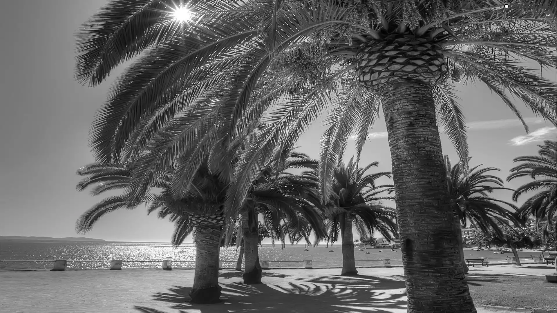 Sky, sea, Palms