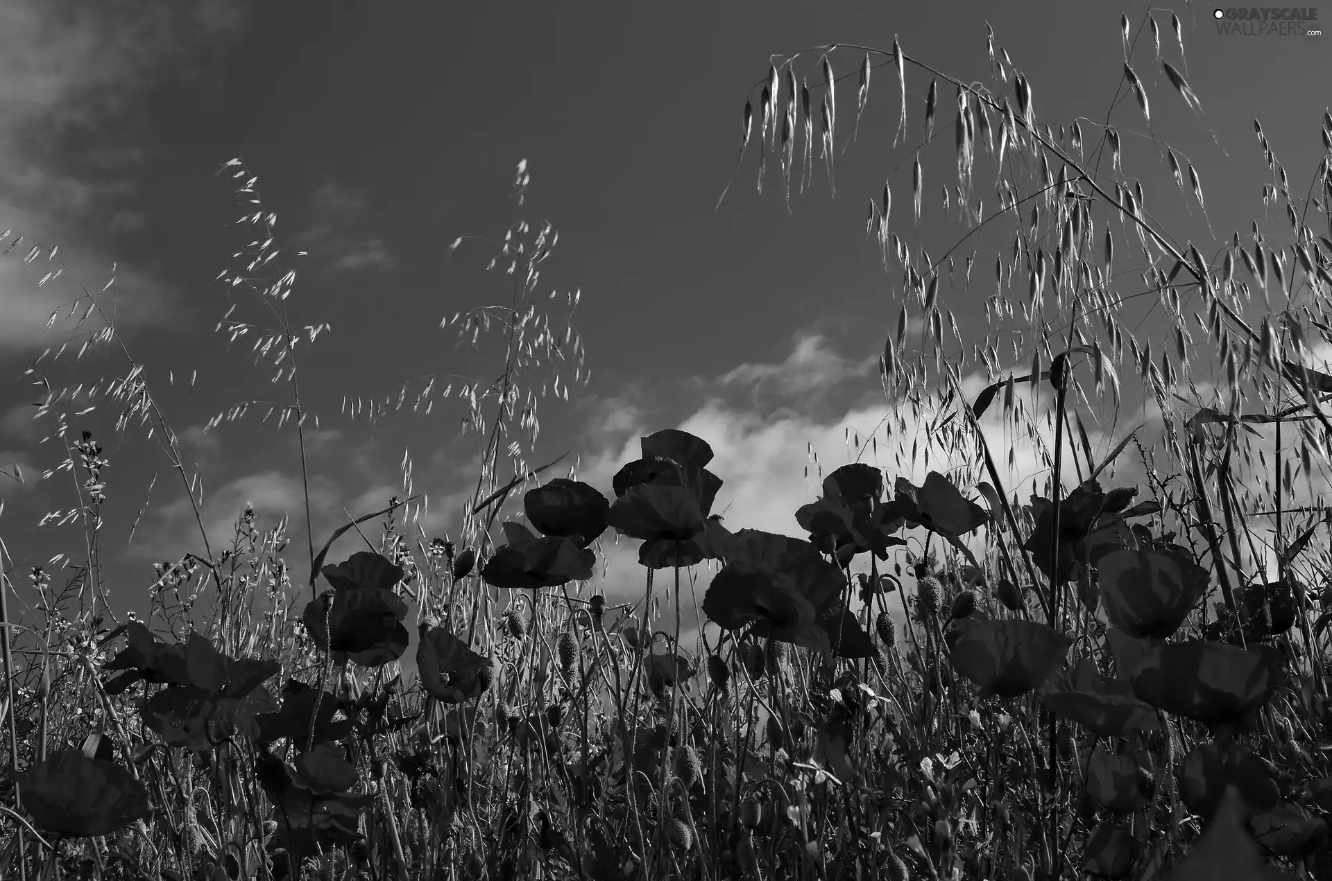 Sky, Red, papavers