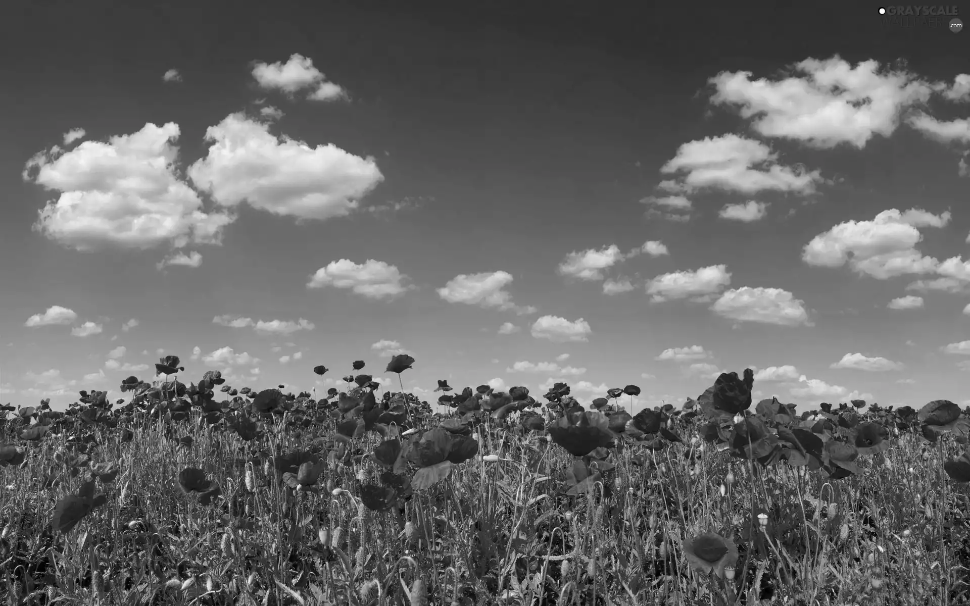 Sky, Red, papavers