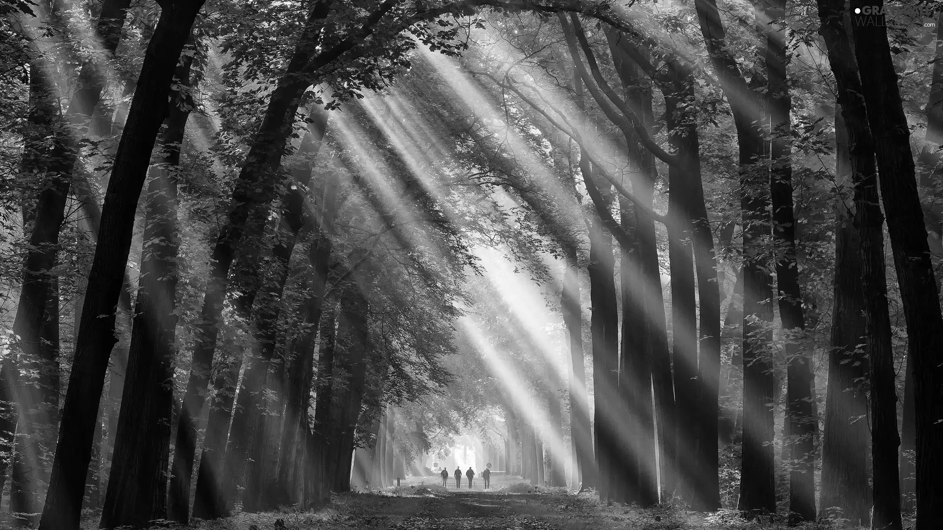 viewes, autumn, Leaf, light breaking through sky, Path, trees, forest, sunny