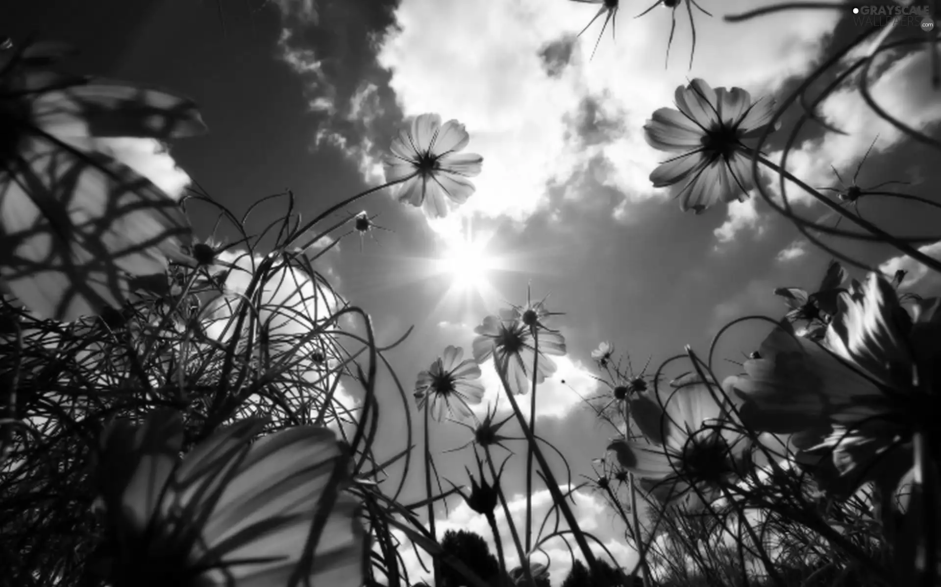 Pink, clouds, Sky, Flowers