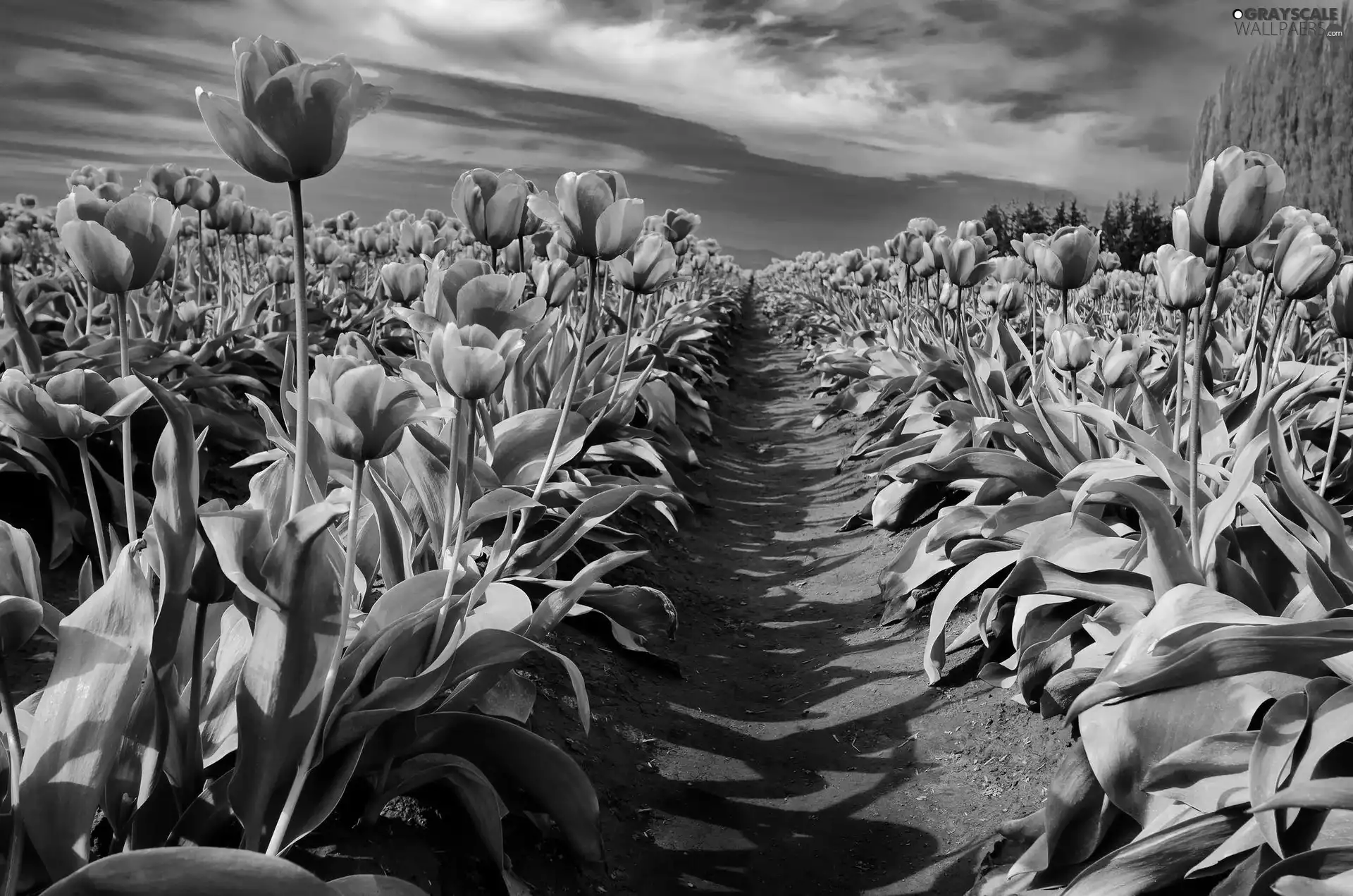 Pink, Path, Sky, Tulips