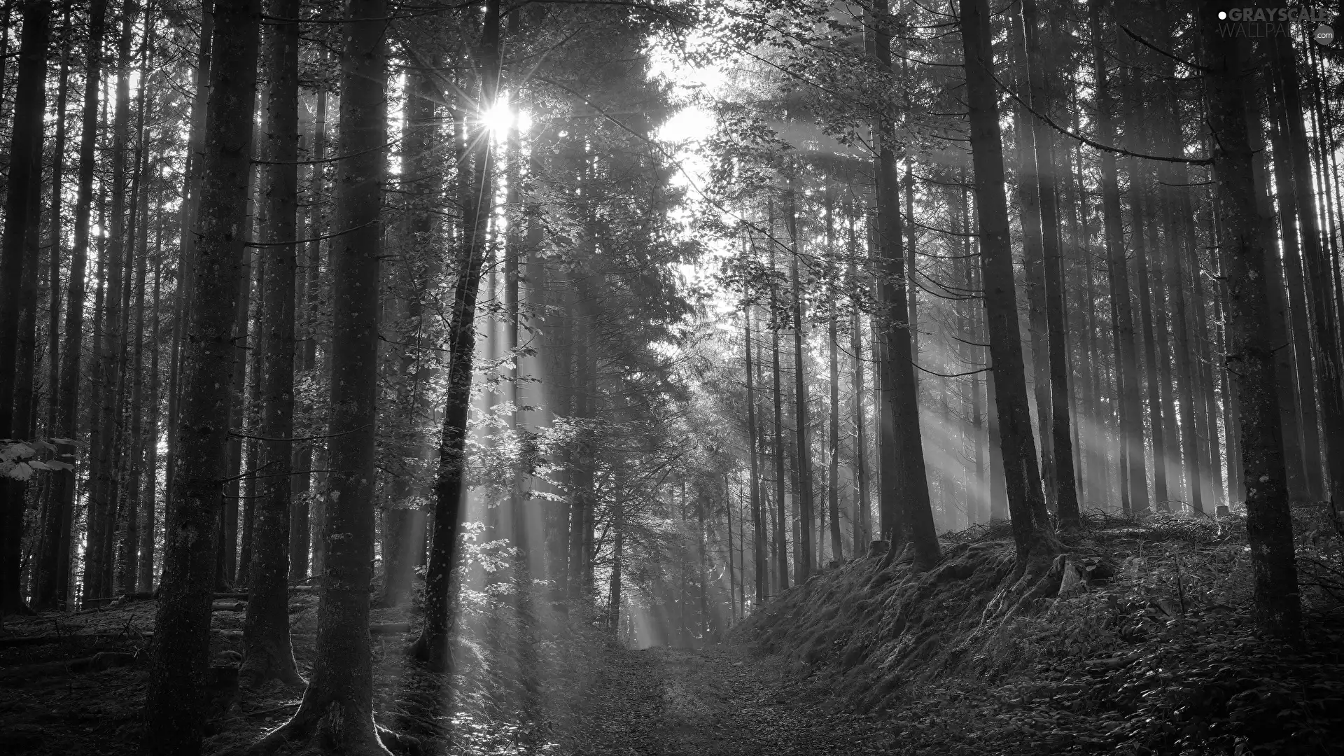 trees, Green, rays of the Sun, light breaking through sky, viewes, forest