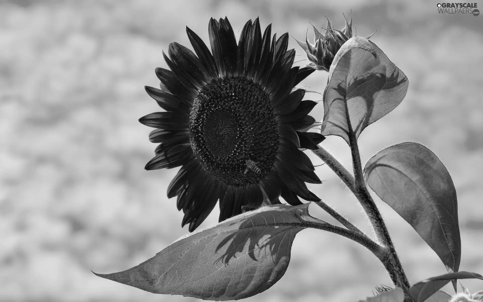 Red, blue, Sky, Sunflower