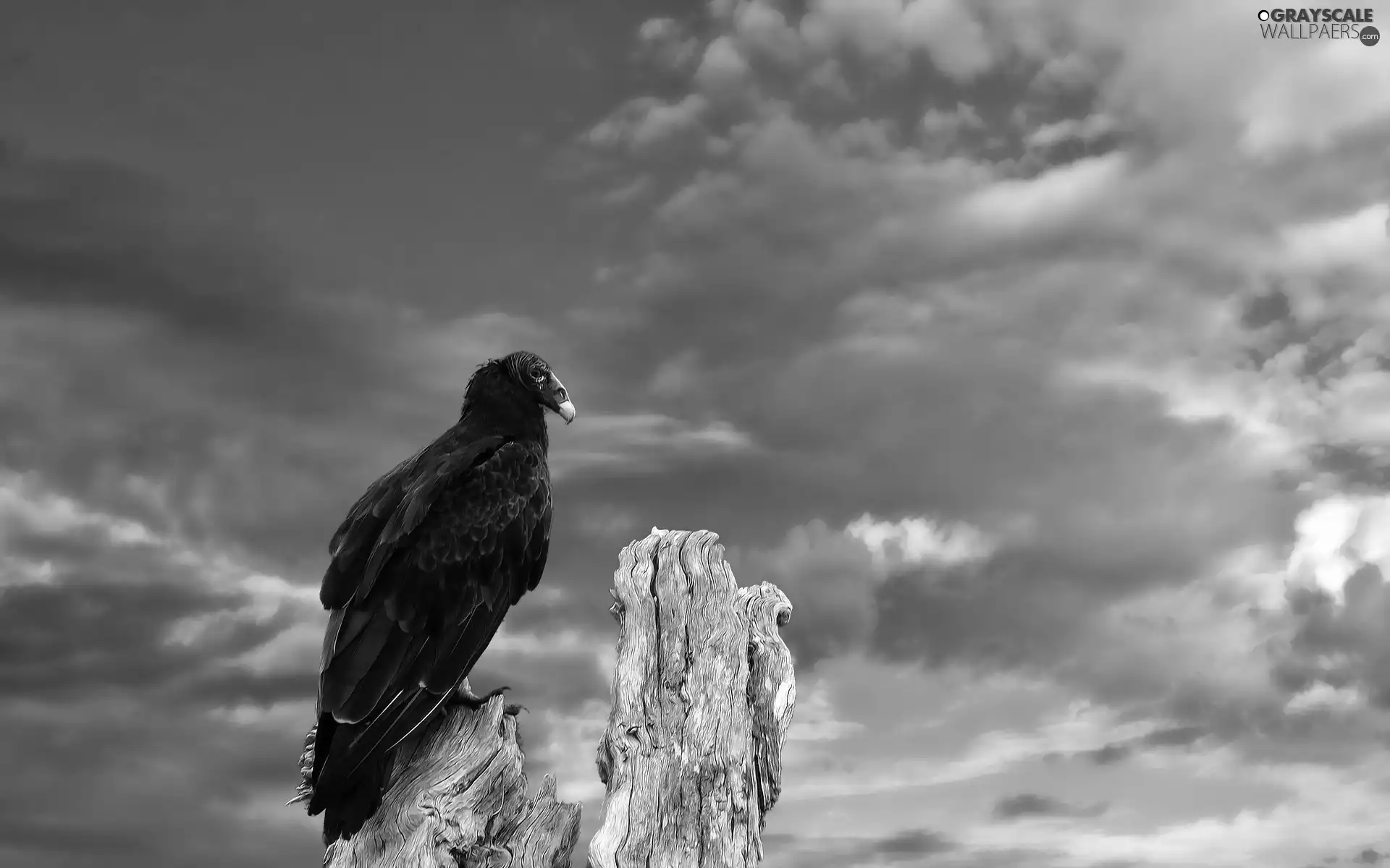 Sky, Bird, Rocks