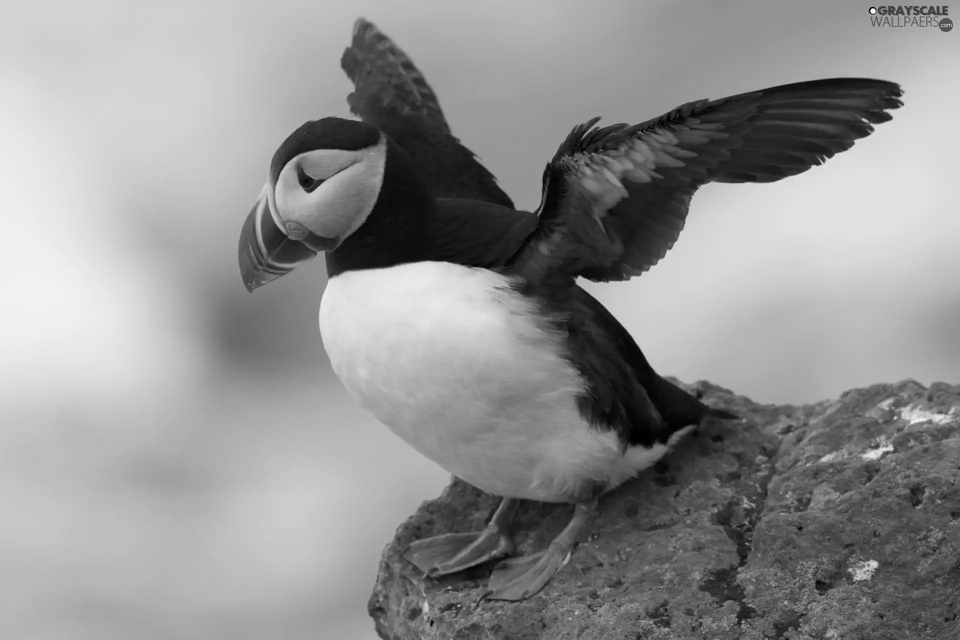 Sky, Bird, Rocks