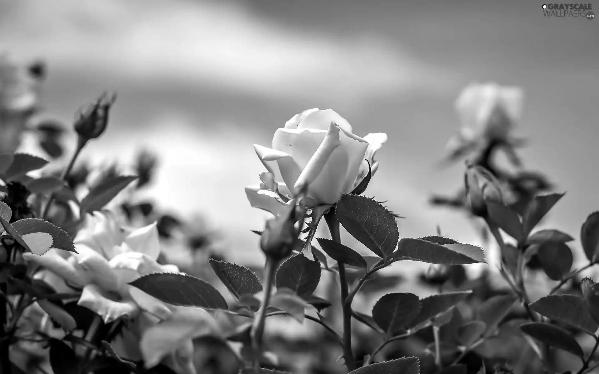 Sky, White, roses