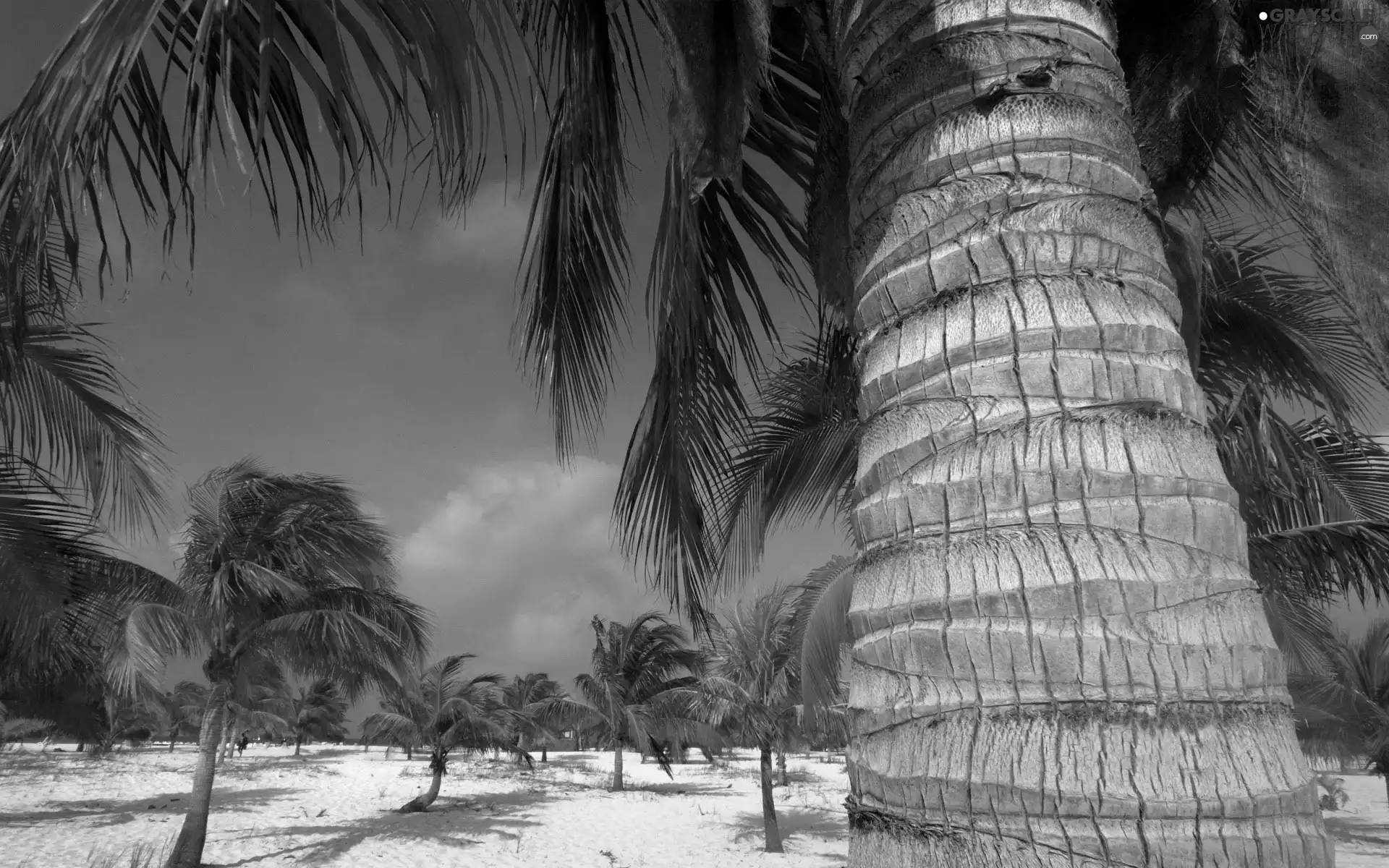 Sky, Palms, Sand