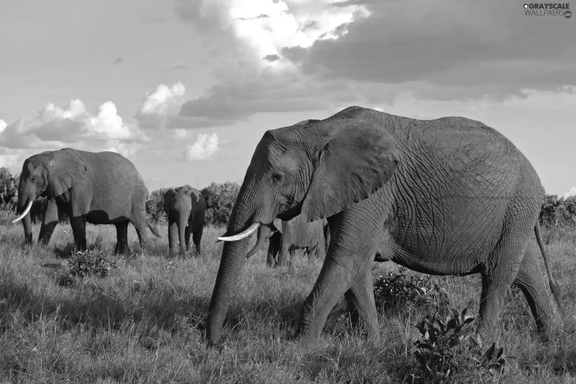 Sky, Elephants, savanna
