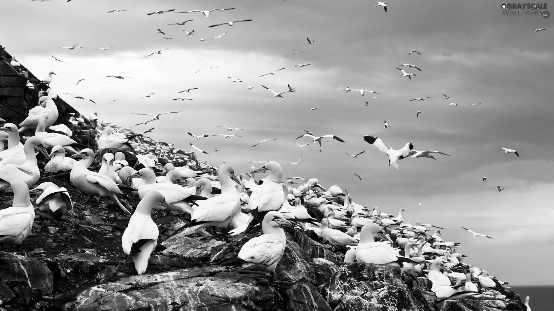 Sky, birds, sea