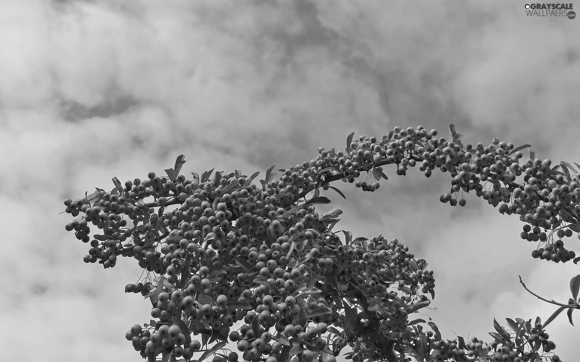 Bush, Fruits, Sky, Sea Buckthorn