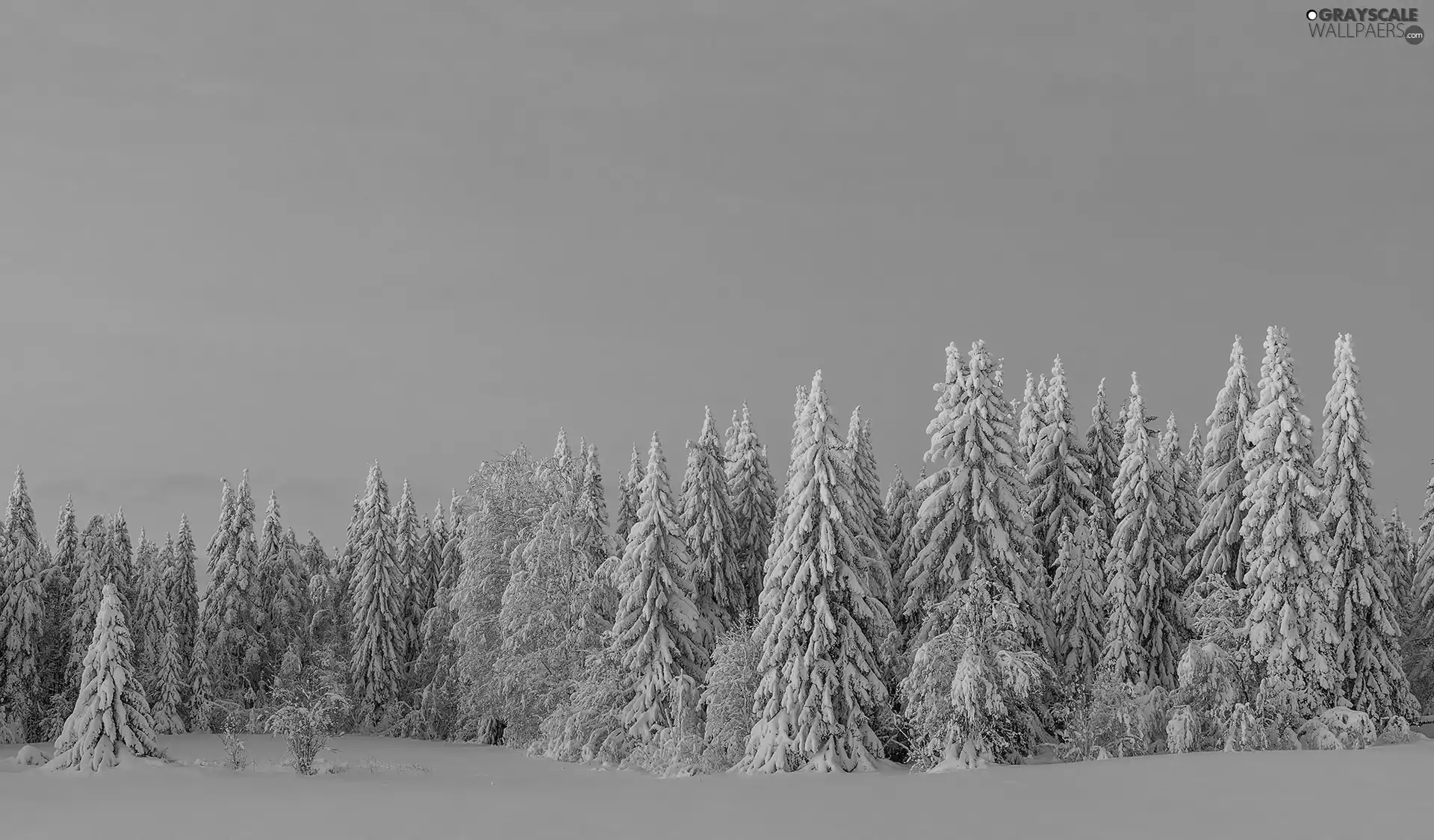trees, winter, Pinkish, Sky, viewes, snow