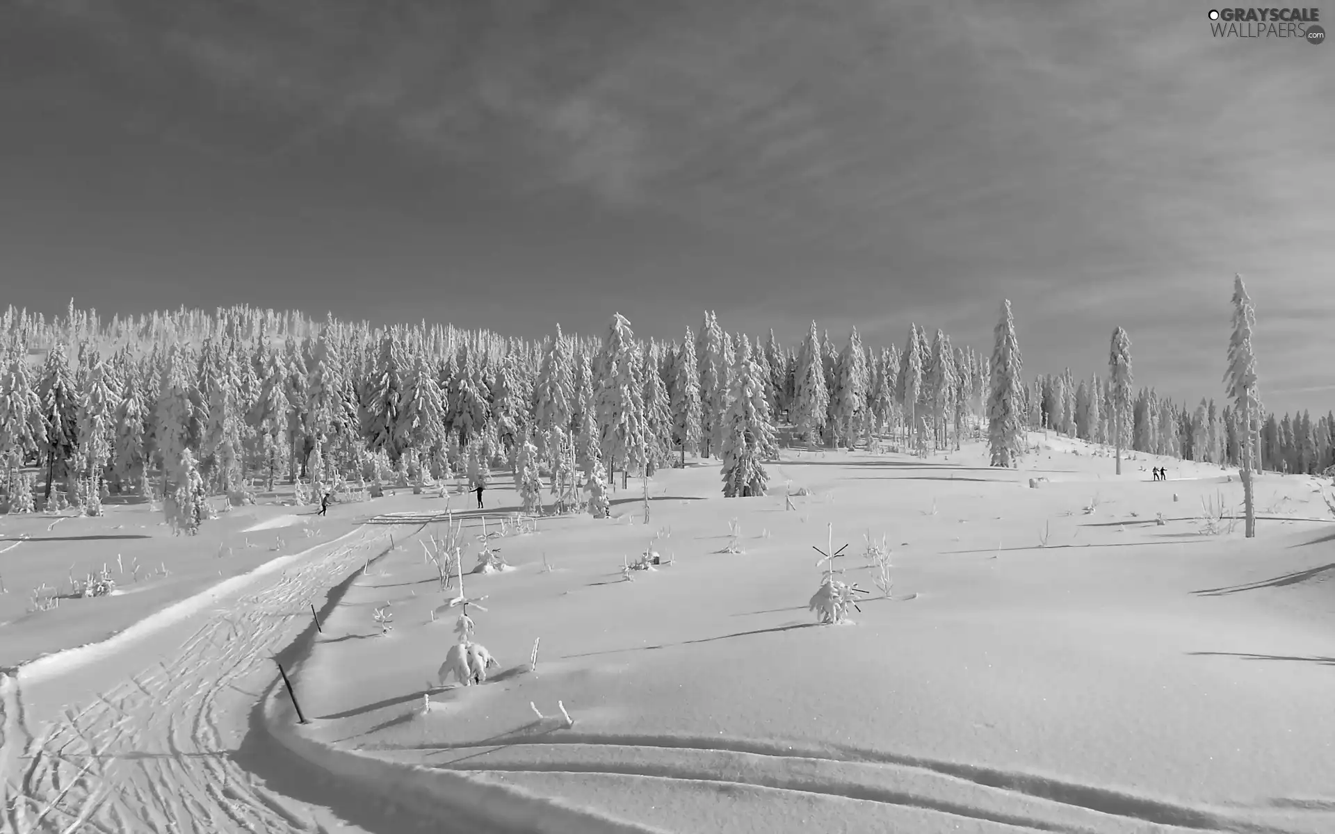 Sky, snow, viewes, woods, trees