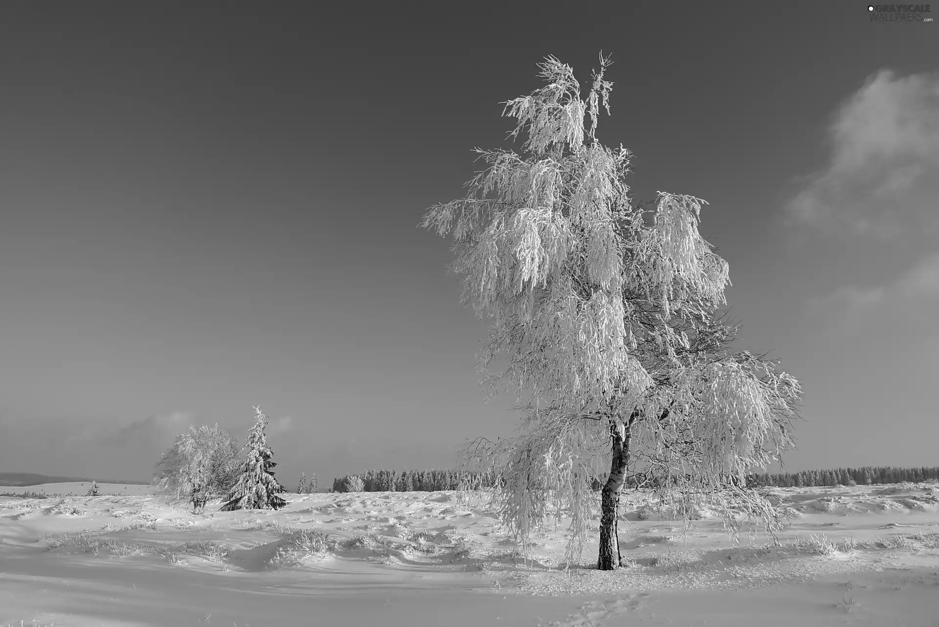 Sky, trees, snow