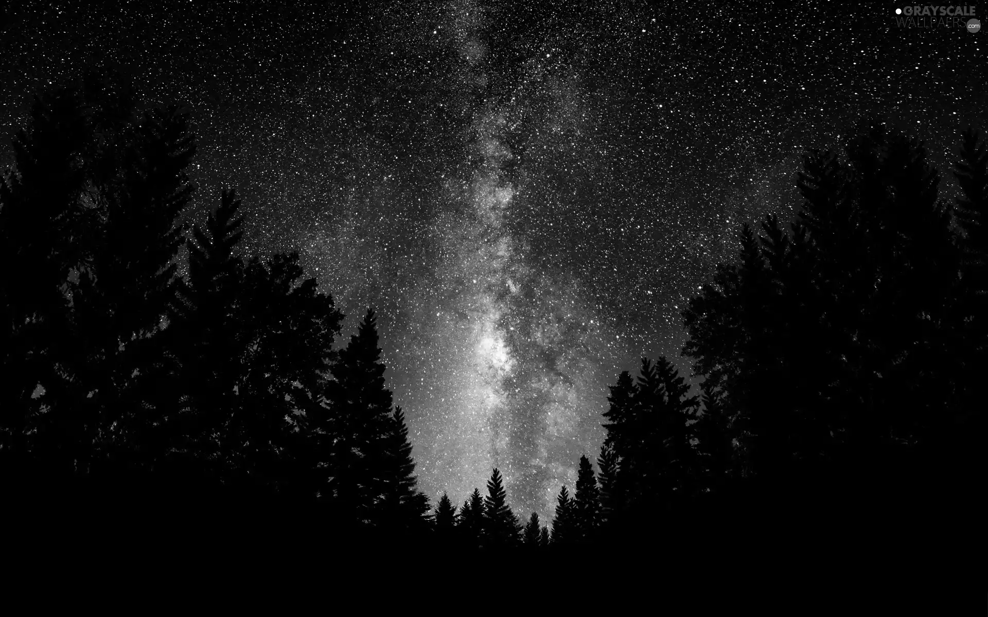 Sky, forest, Starry