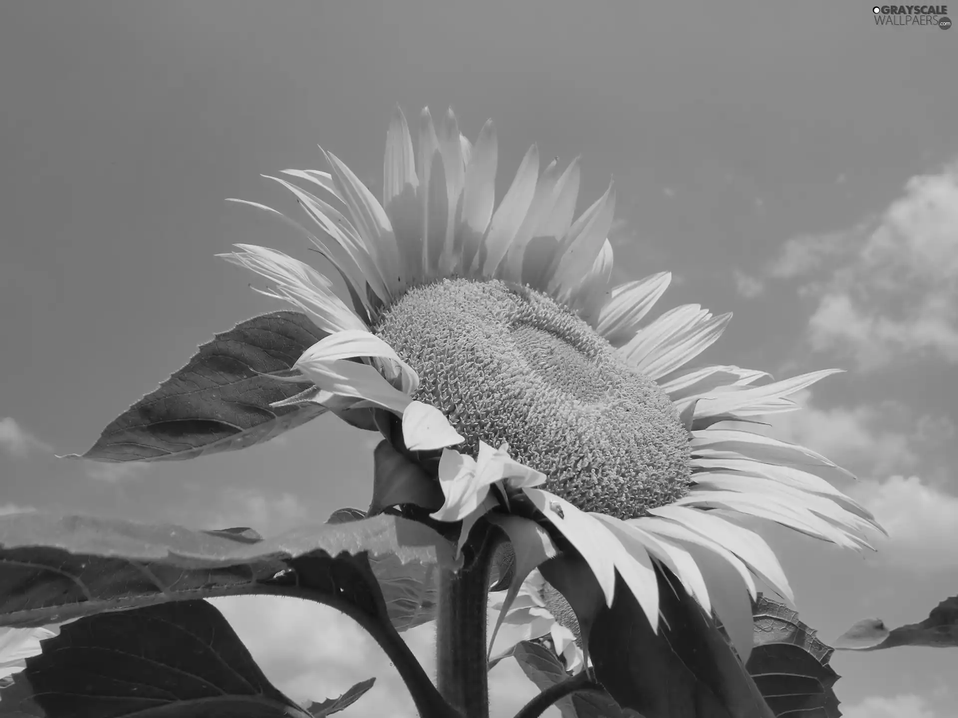 Sunflower, Sky
