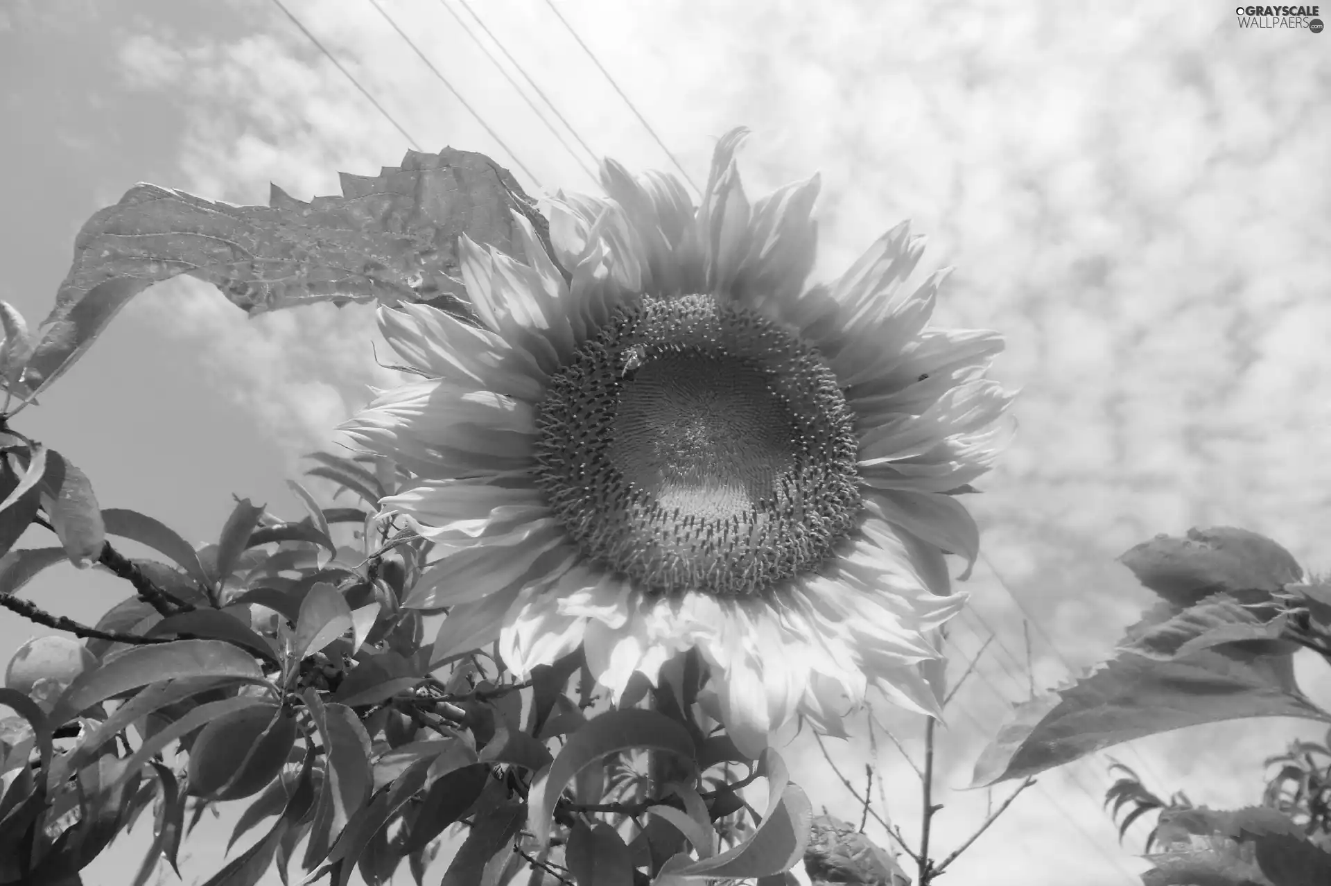 Sky, flower, Sunflower