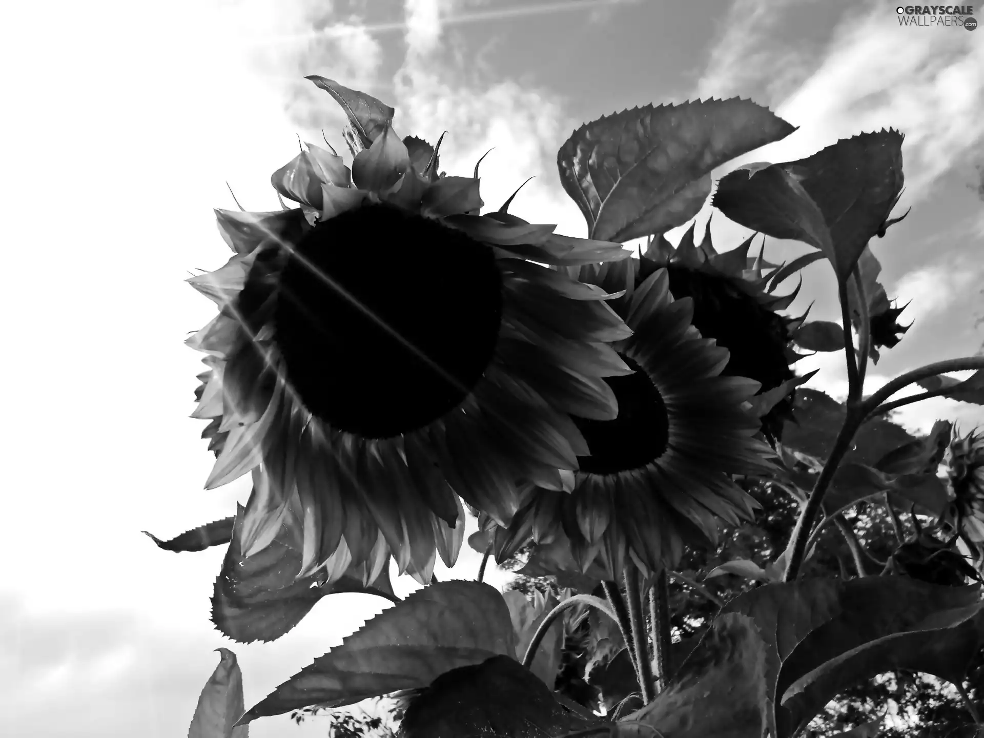Sunflower, Sky