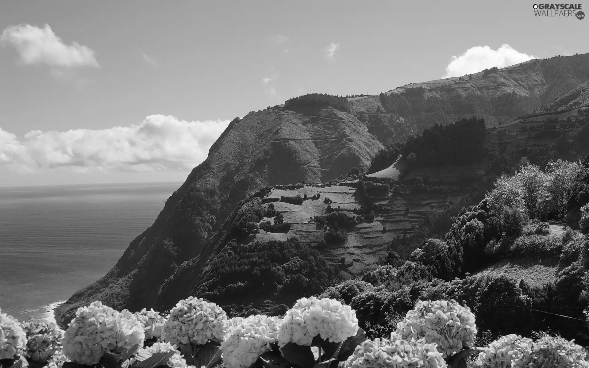 Flowers, sea, Sky, The Hills