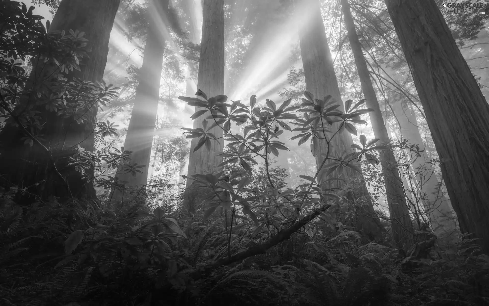 Redwood National Park, trees, light breaking through sky, viewes, fern, California, The United States, redwoods