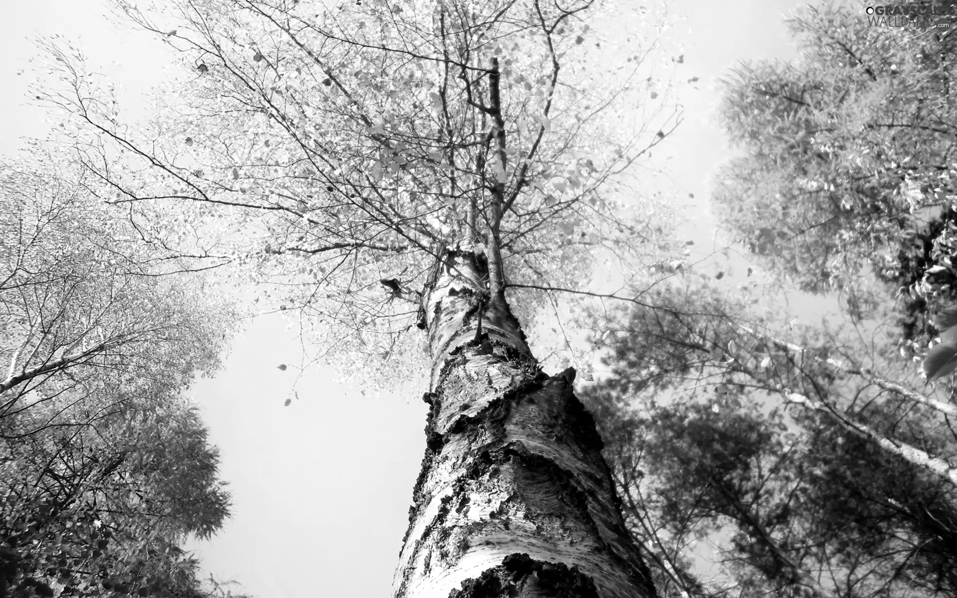 Sky, birch-tree, viewes, colors, trees