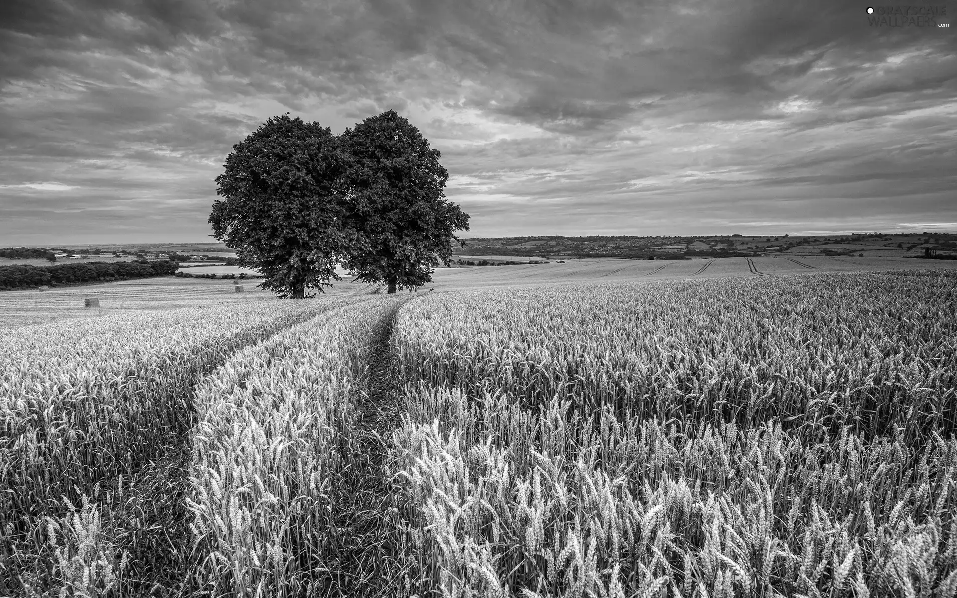 Sky, cereals, trees