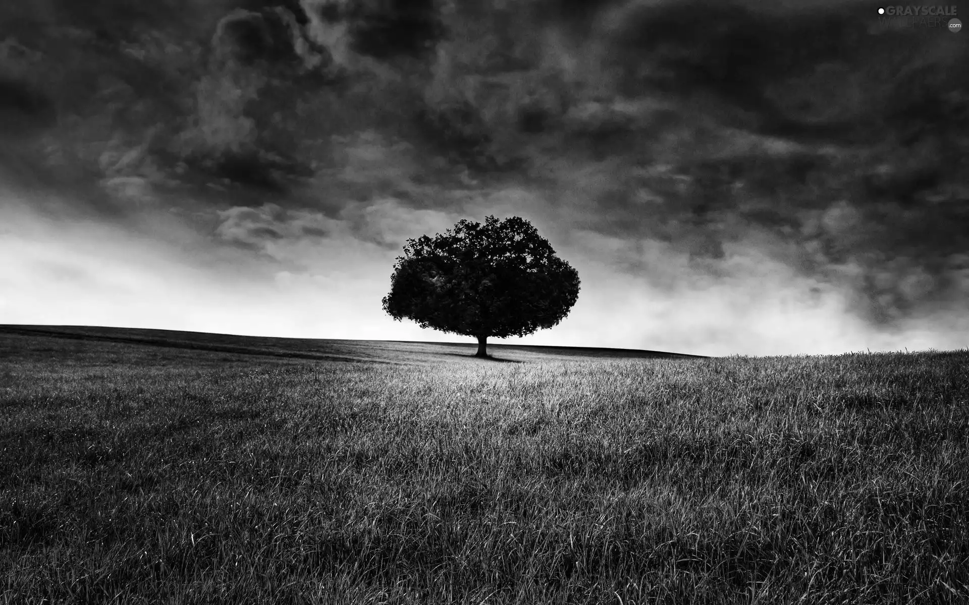 trees, dark, Sky, Field