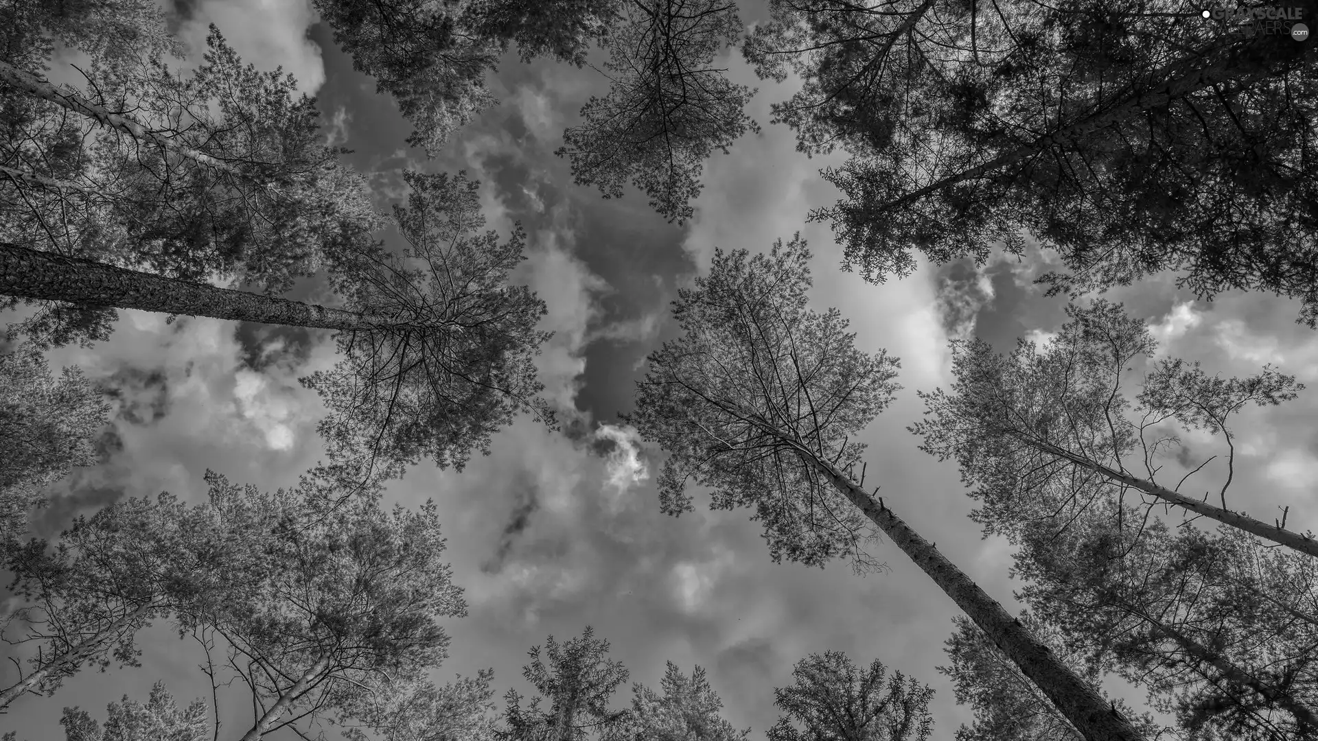 vertices, Sky, trees, viewes, high