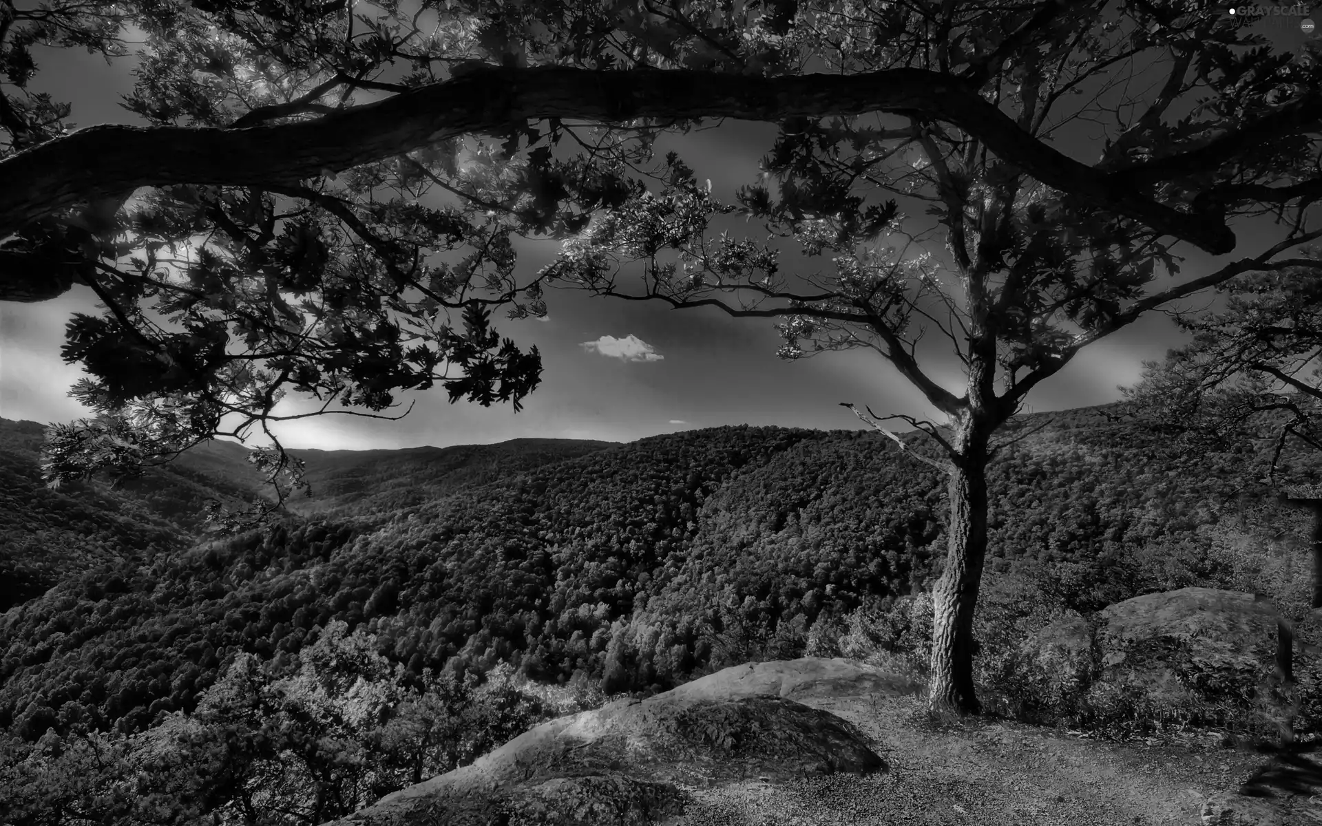 trees, Leaf, Sky, viewes