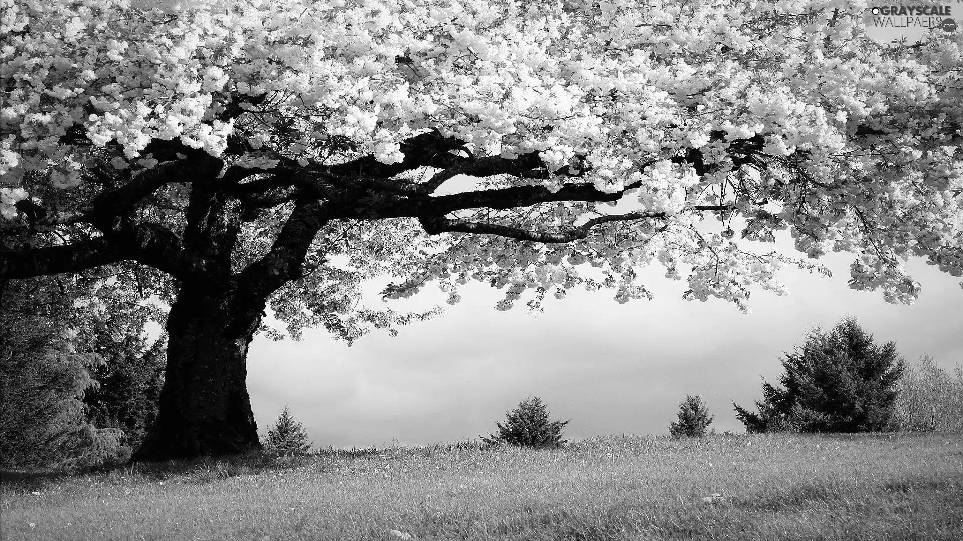 trees, Meadow, Sky, fruit