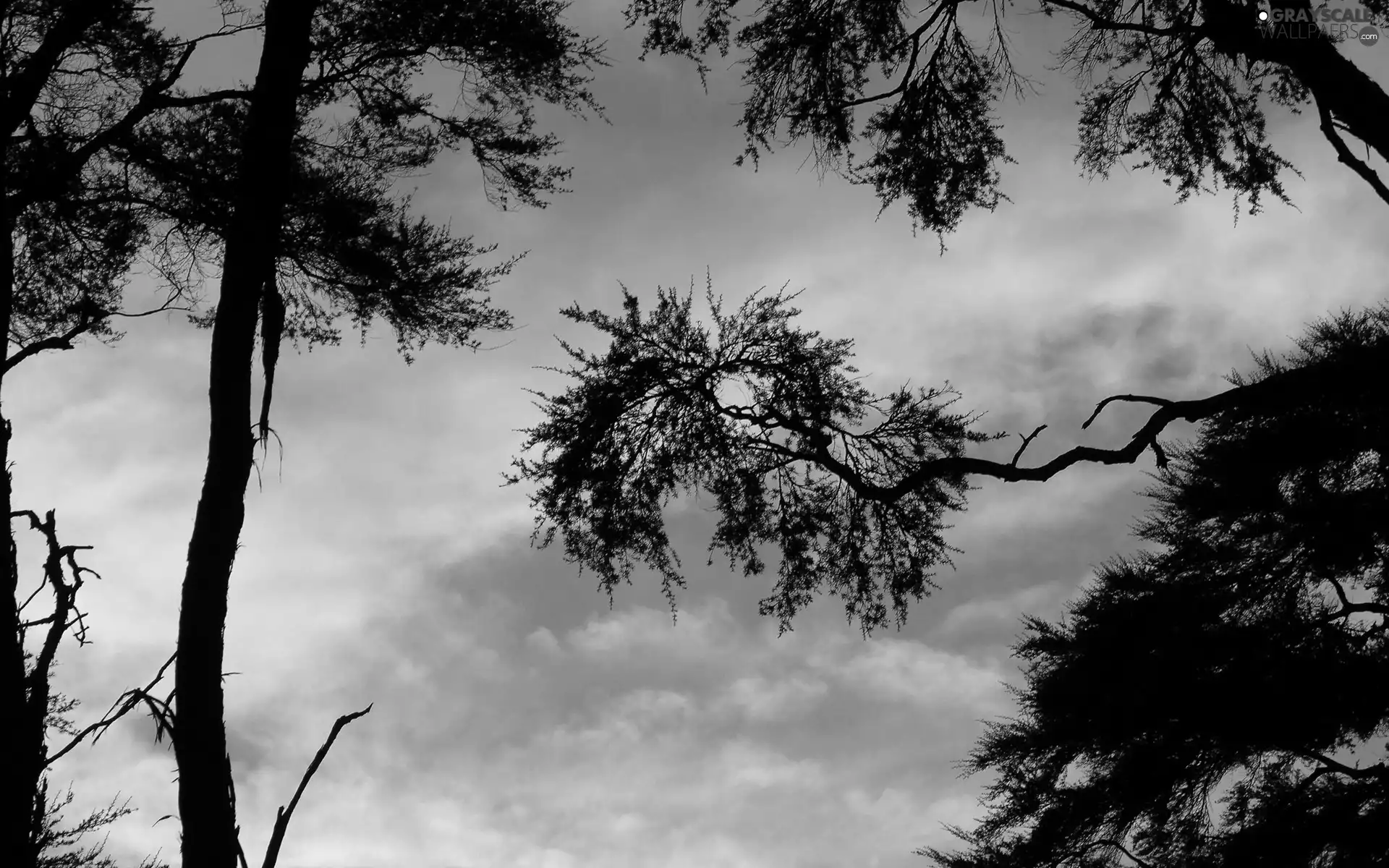 trees, branch pics, Sky, viewes