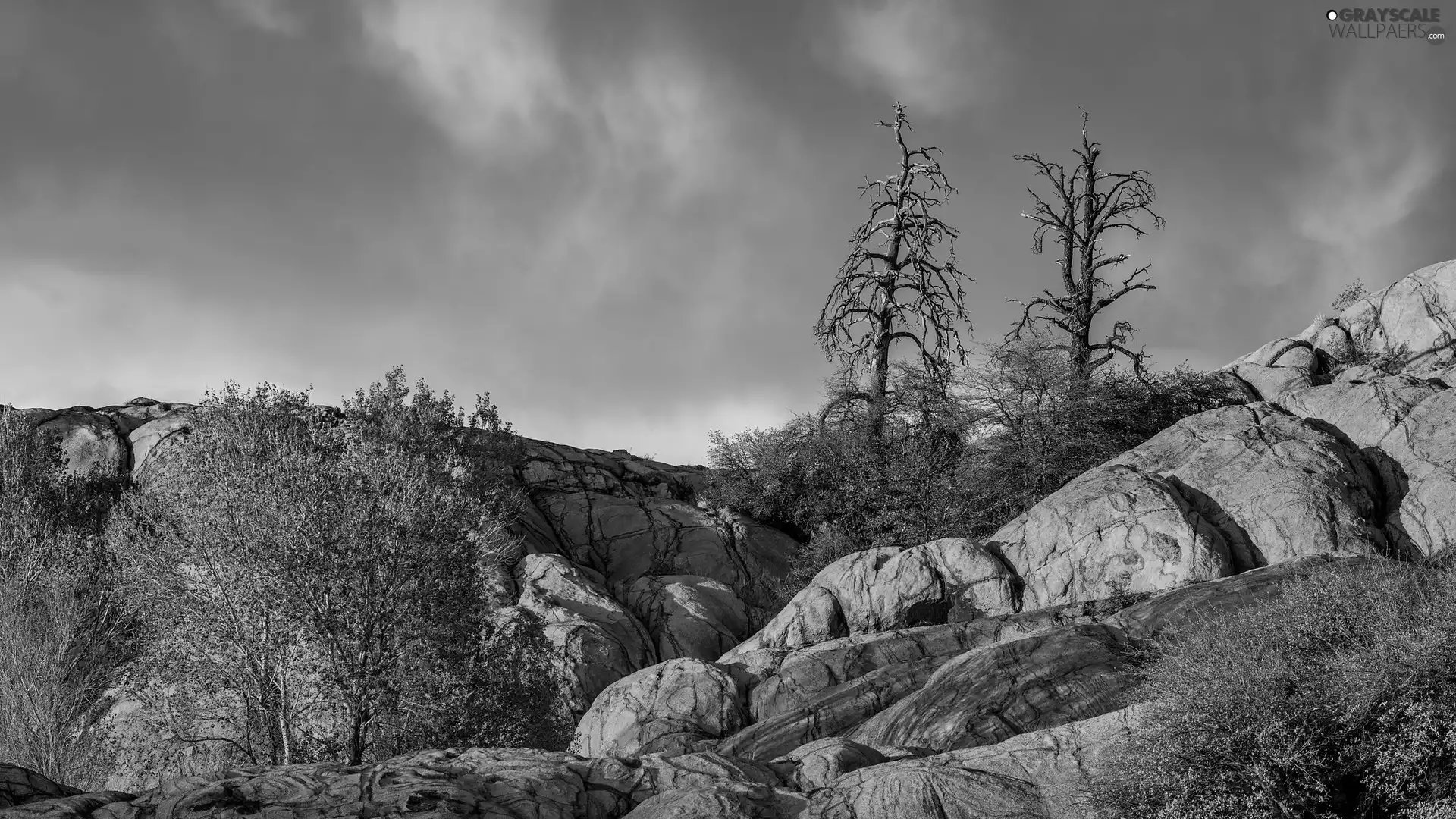 Bush, Sky, trees, viewes, rocks