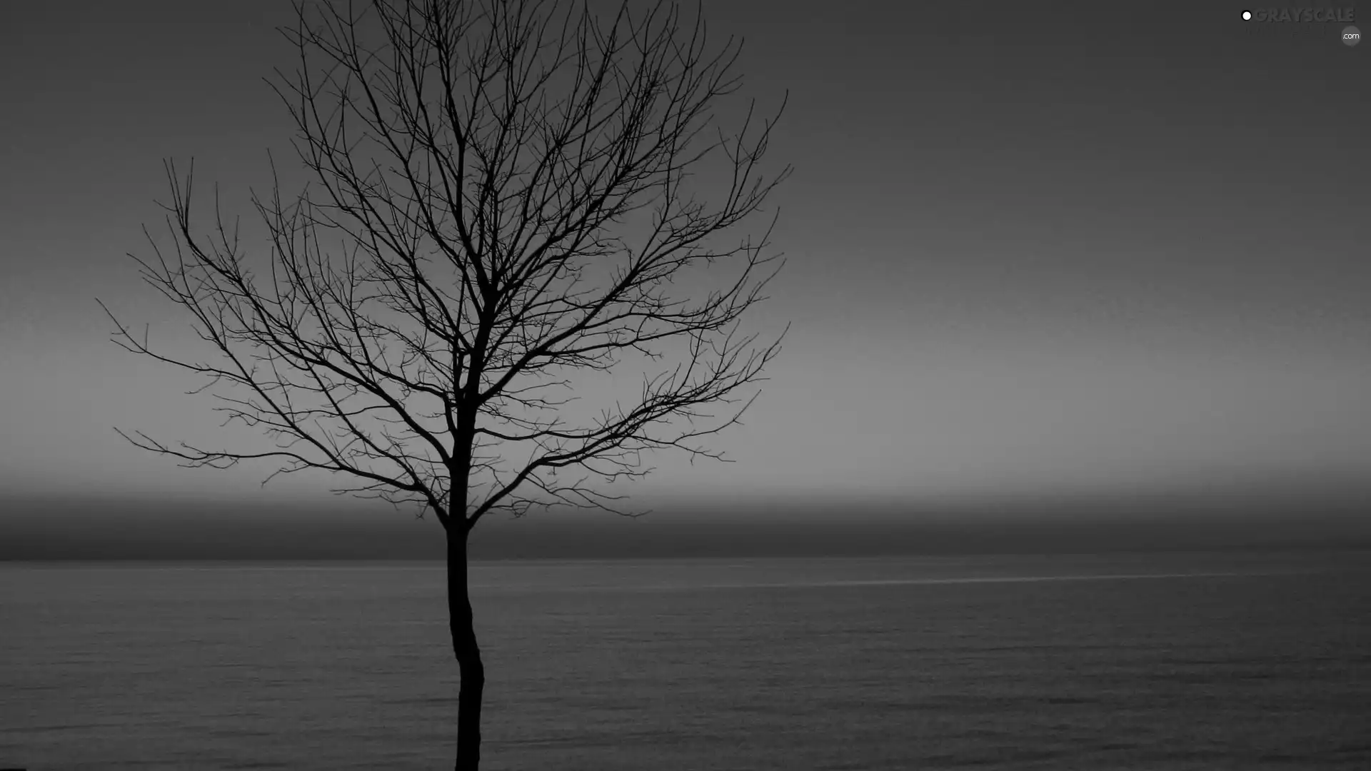 trees, west, Sky, lake