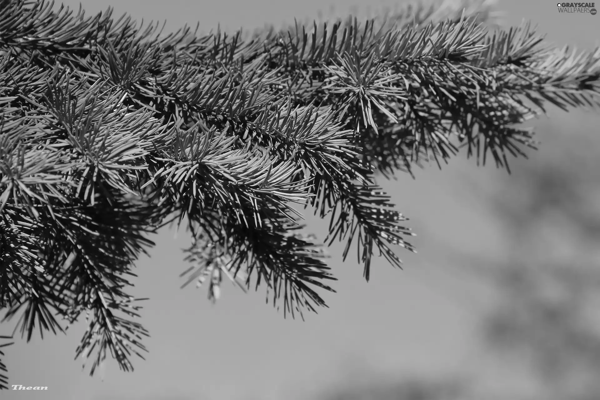 twig, blue, Sky, spruce