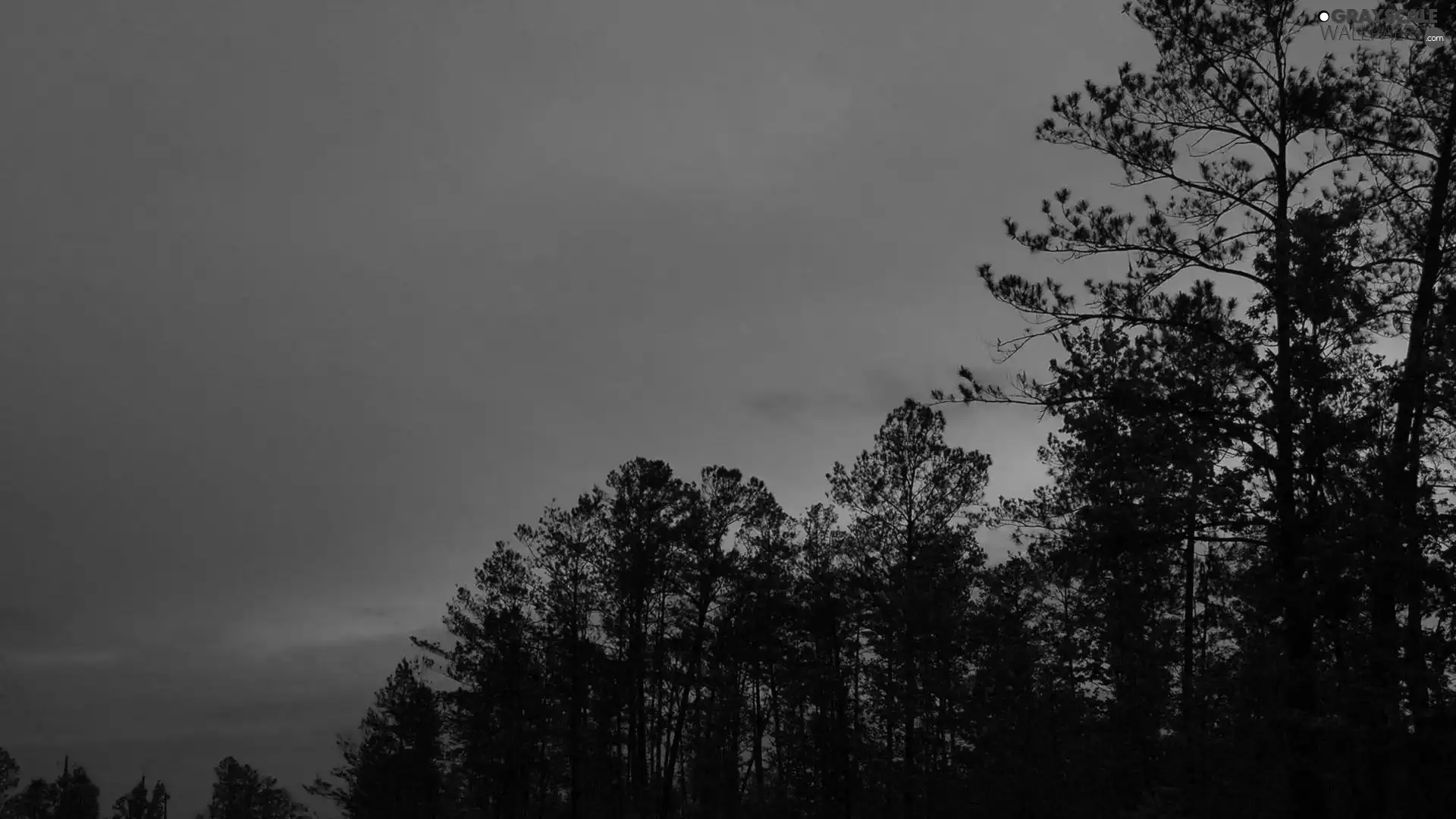 vertices, purple, Sky, trees