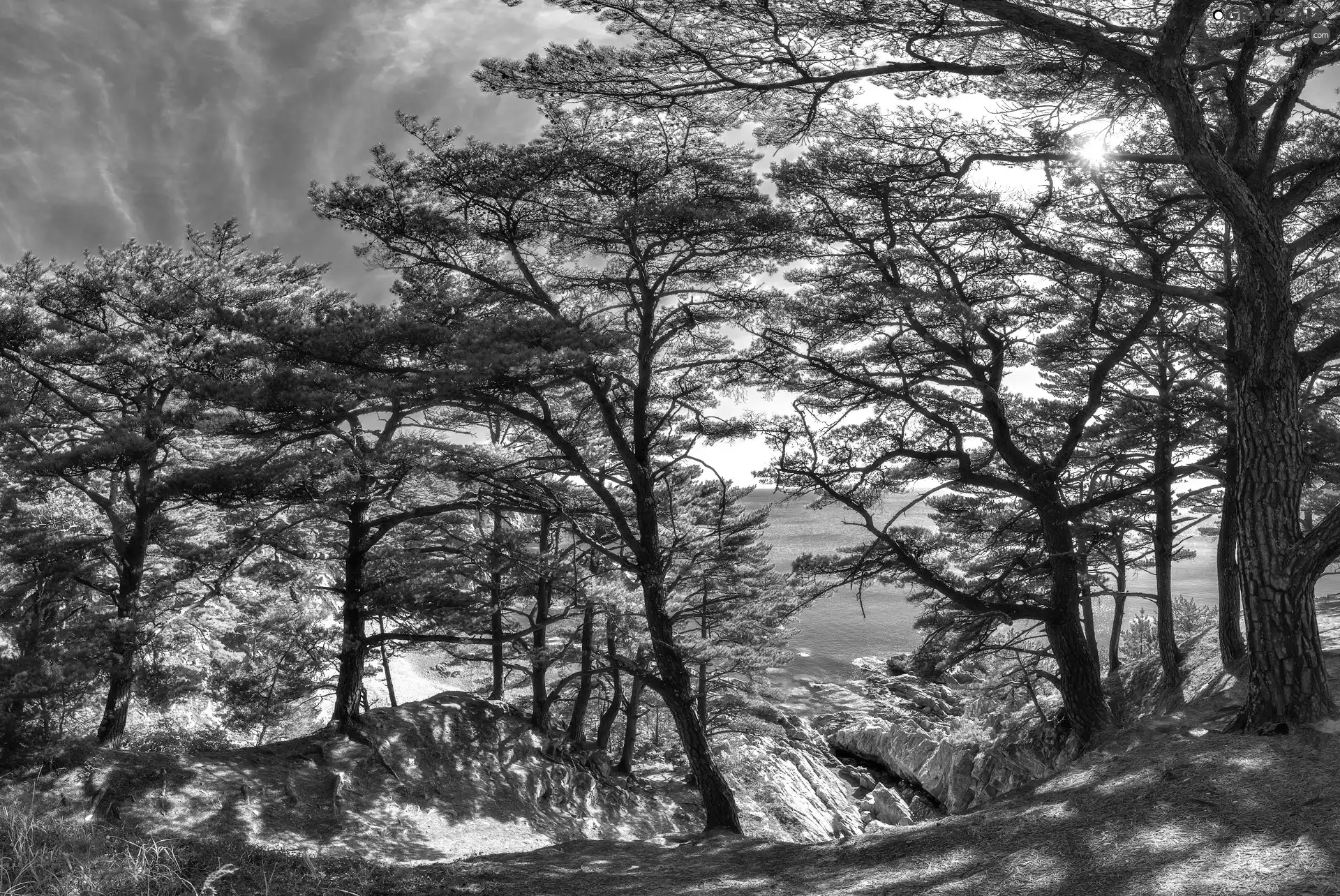 sun, trees, sea, Sky, Coast, viewes