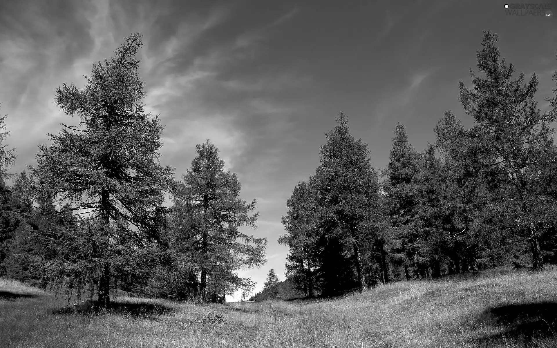 Sky, trees, viewes