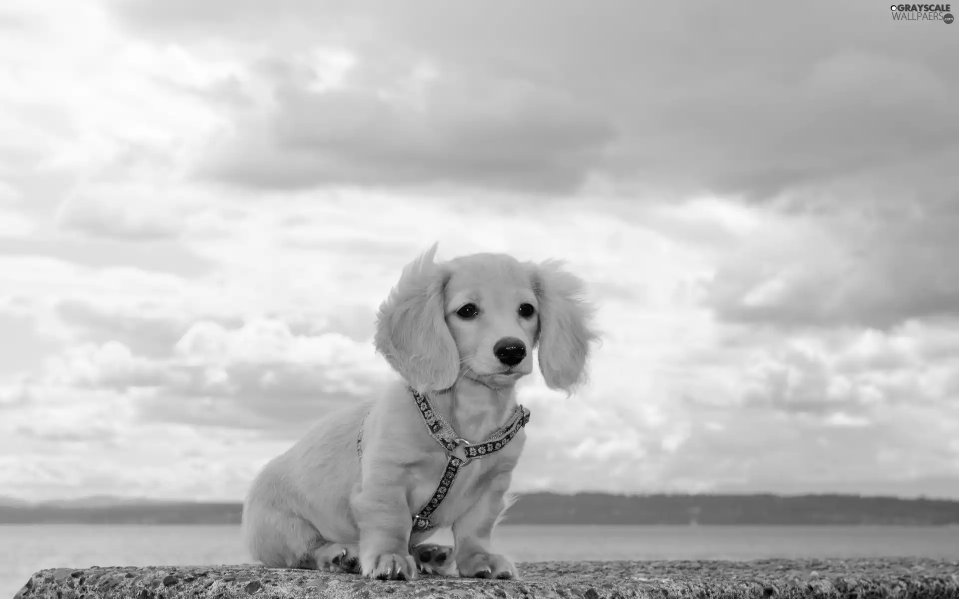 Sky, dachshund, water